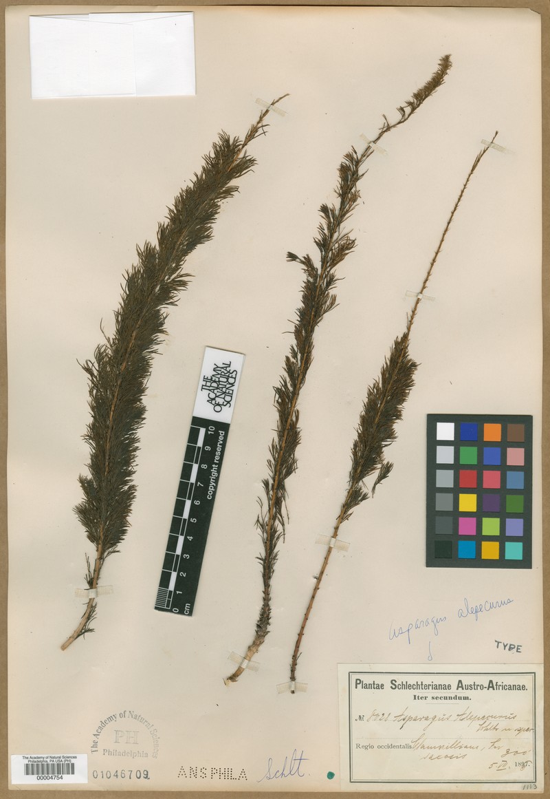 Asparagus alopecurus