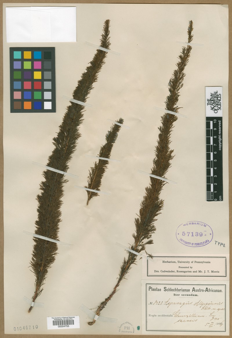 Asparagus alopecurus photo 2