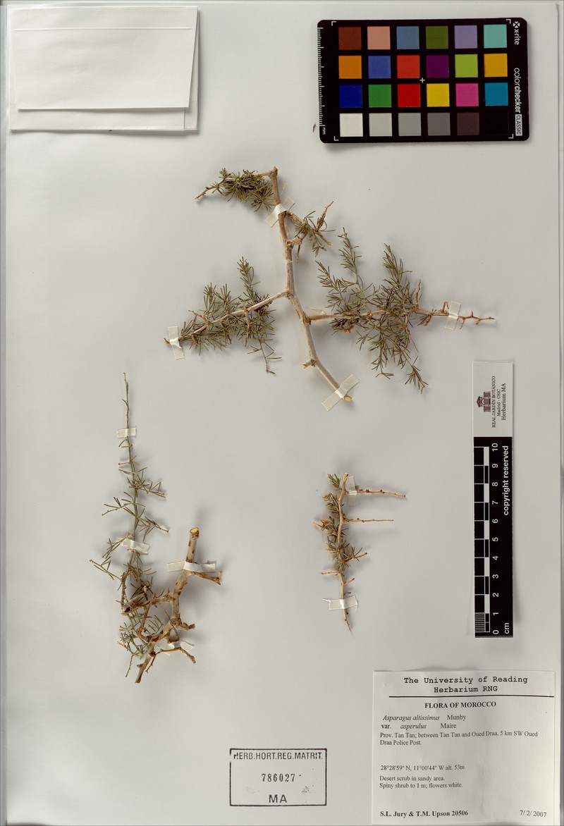 Asparagus altissimus photo 2
