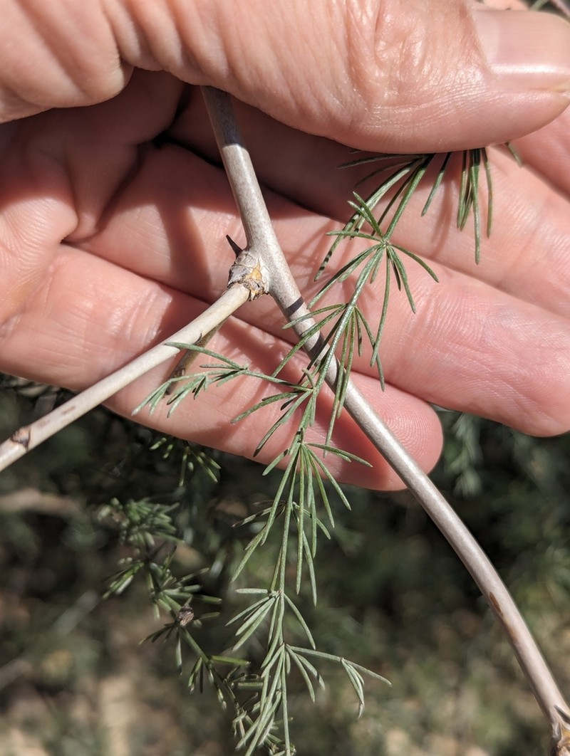 Asparagus altissimus