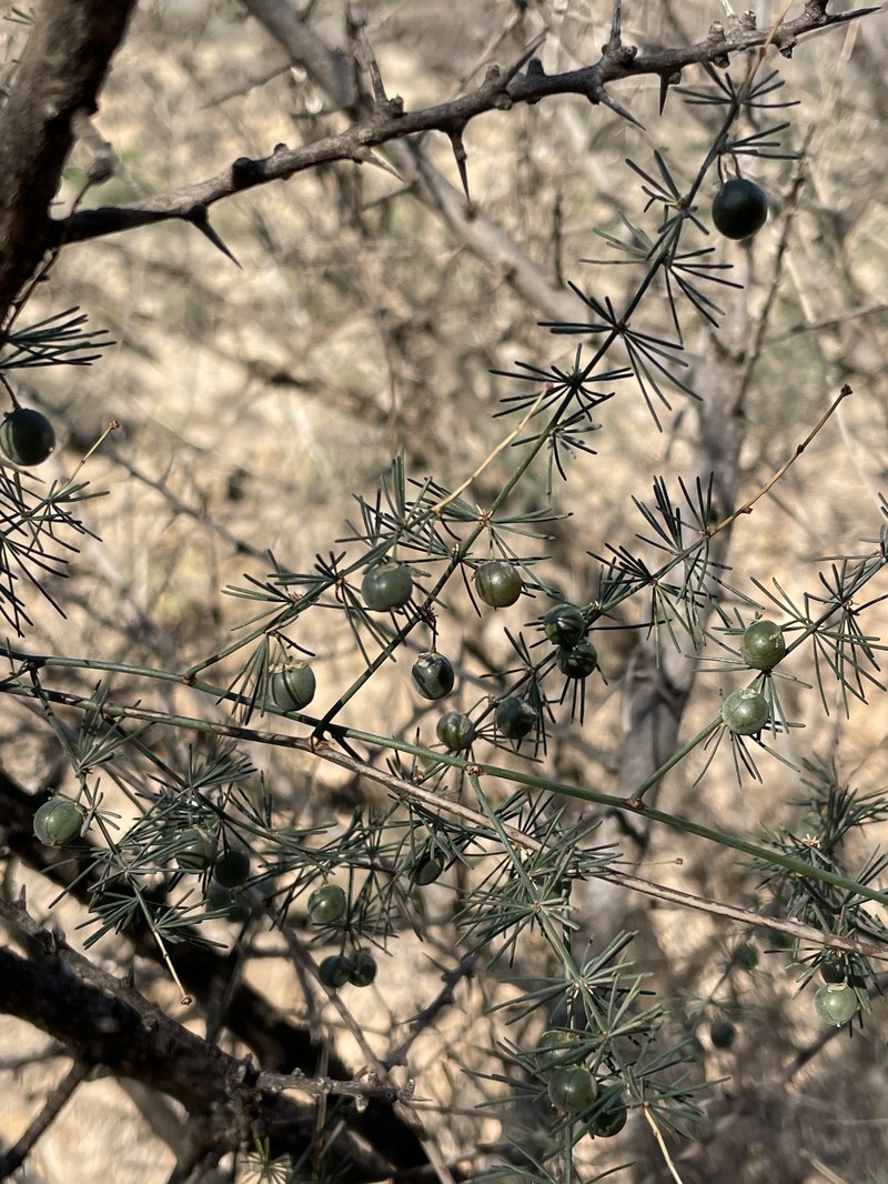 Asparagus altissimus photo 4
