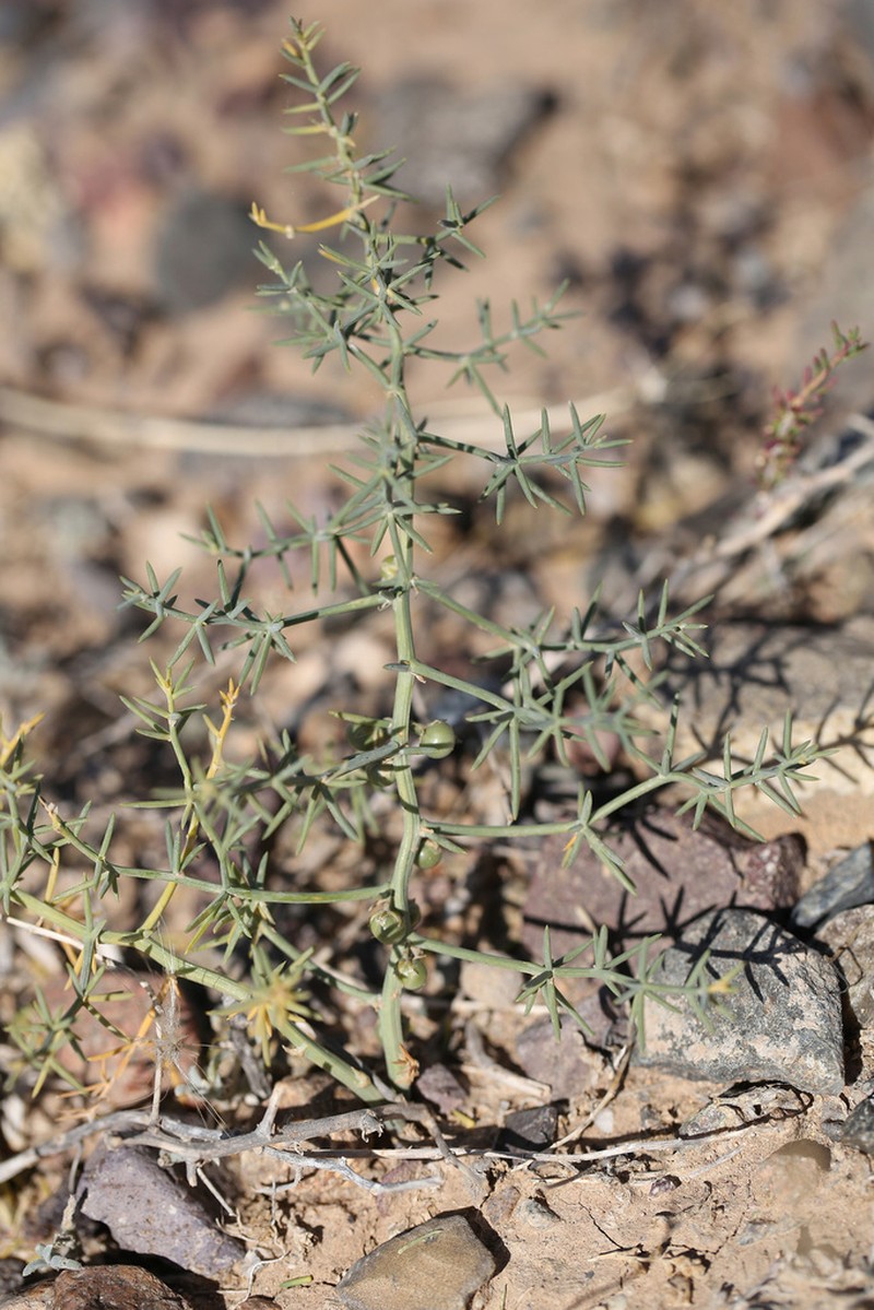 Asparagus angulofractus