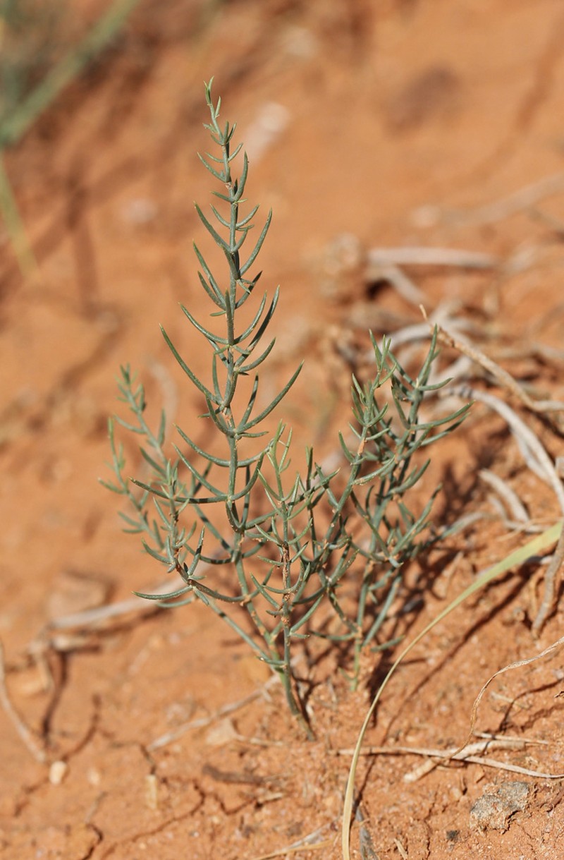 Asparagus angulofractus photo 2