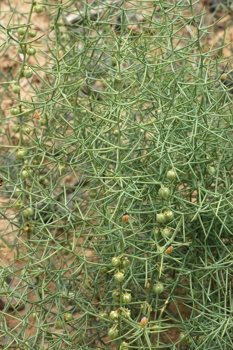 Asparagus angulofractus photo 3