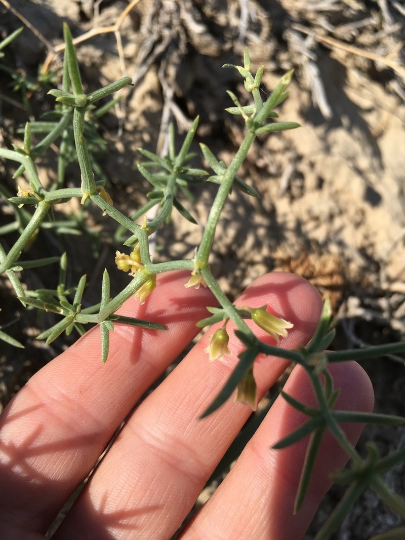 Asparagus angulofractus photo 4