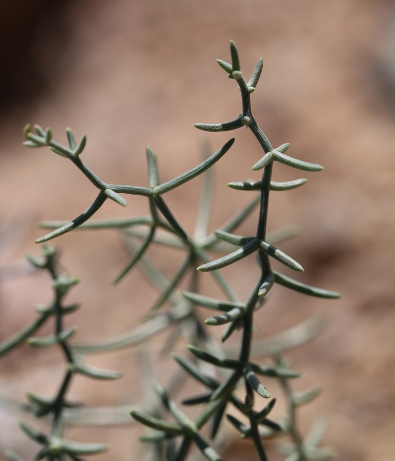 Asparagus angulofractus photo 5