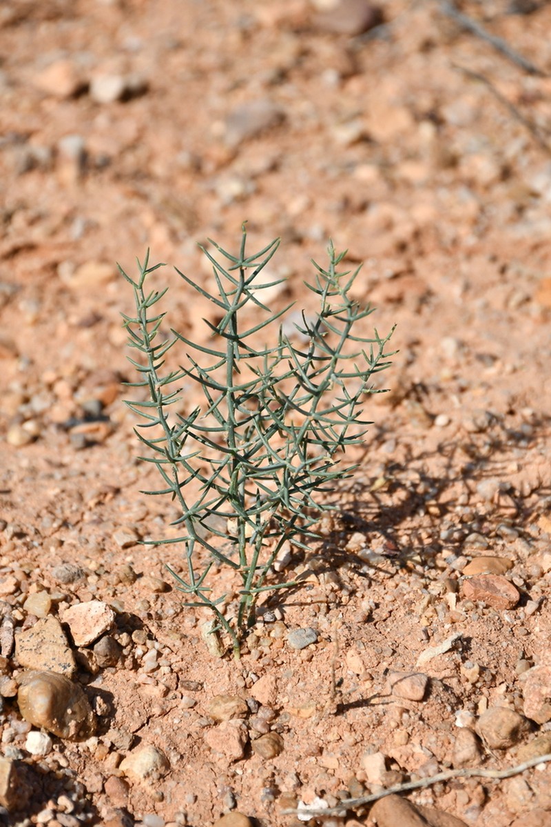 Asparagus angulofractus photo 7