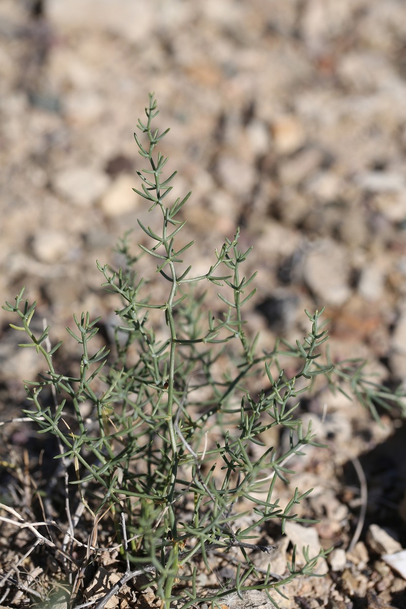 Asparagus angulofractus photo 8