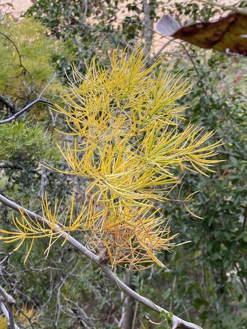 Asparagus angusticladus