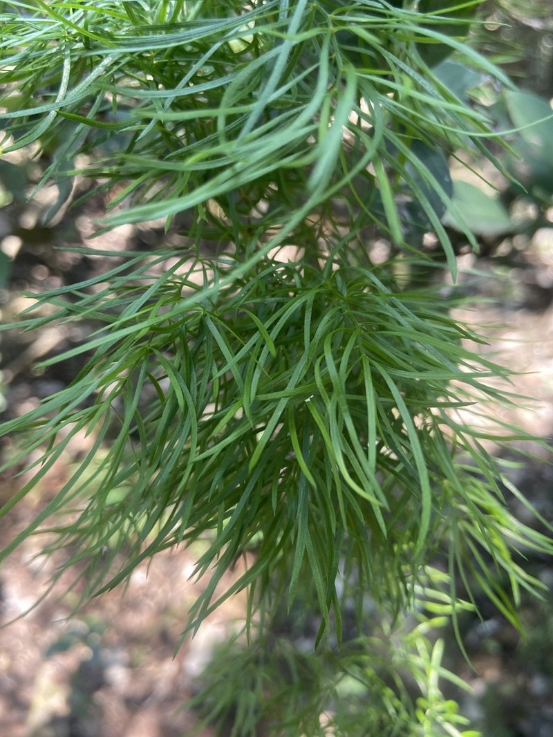 Asparagus angusticladus photo 2
