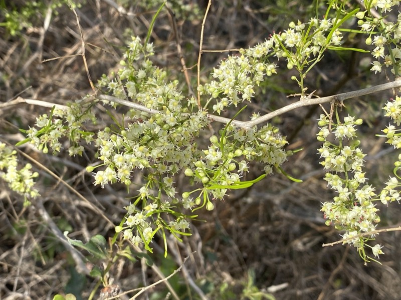 Asparagus angusticladus photo 3