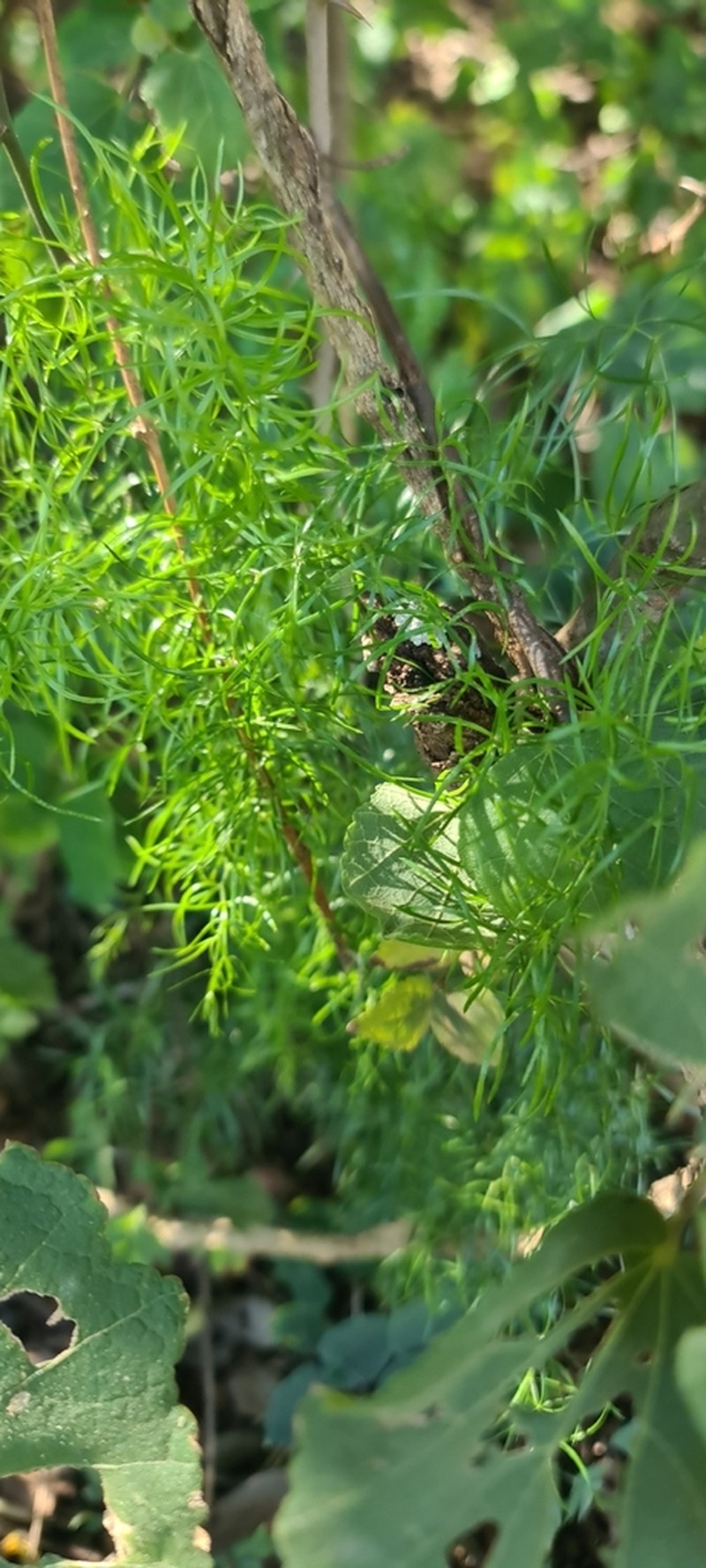 Asparagus angusticladus photo 4