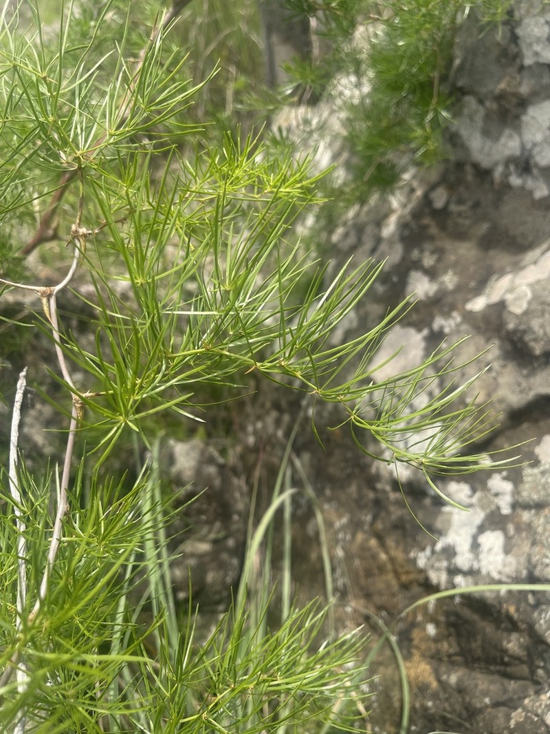 Asparagus angusticladus photo 5