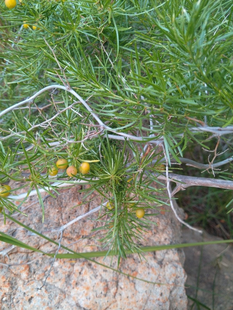 Asparagus angusticladus photo 6