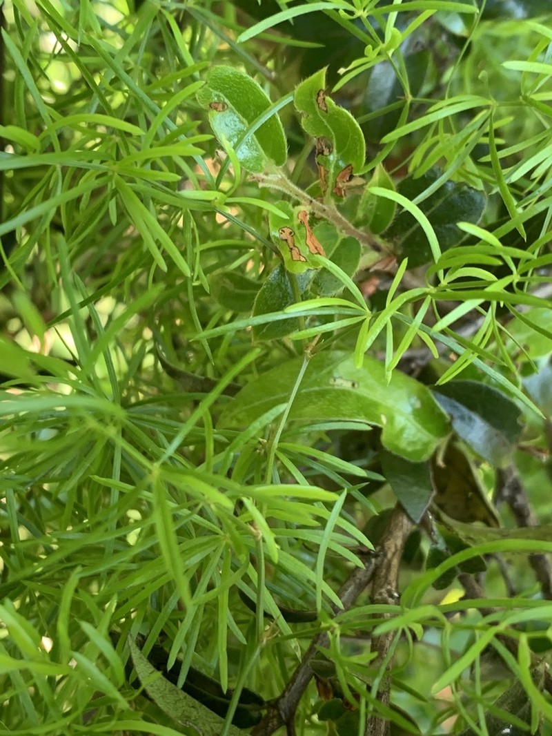 Asparagus angusticladus photo 7