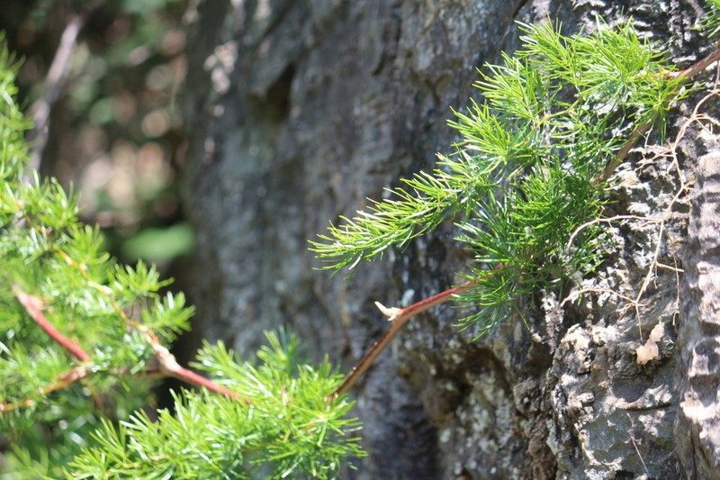 Asparagus angusticladus photo 8