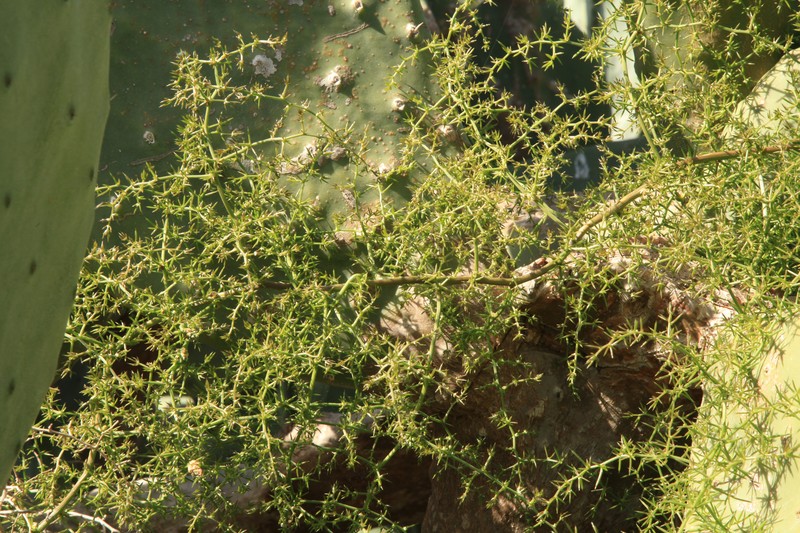 Asparagus aphyllus