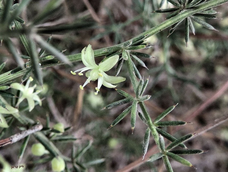 Asparagus aphyllus photo 2