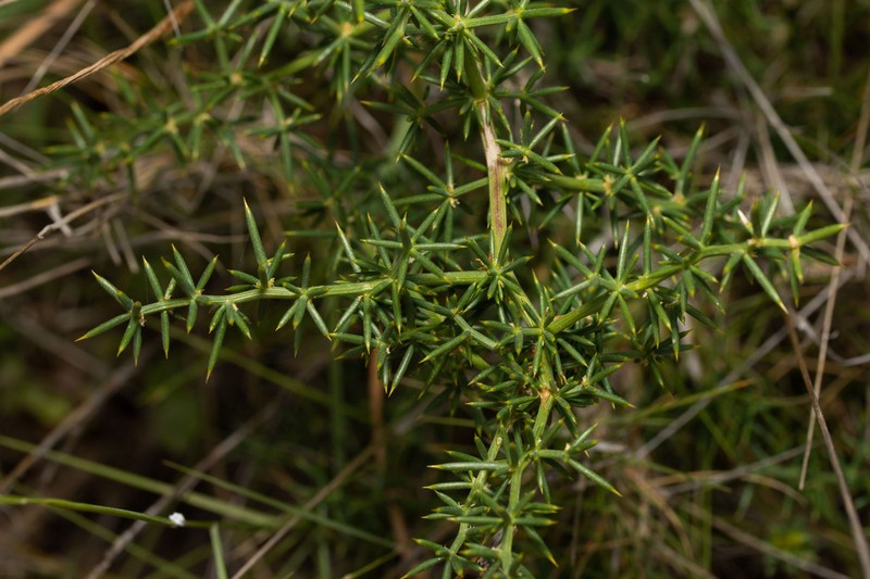 Asparagus aphyllus photo 3