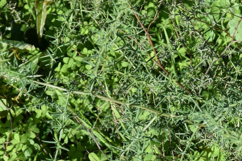 Asparagus aphyllus photo 4