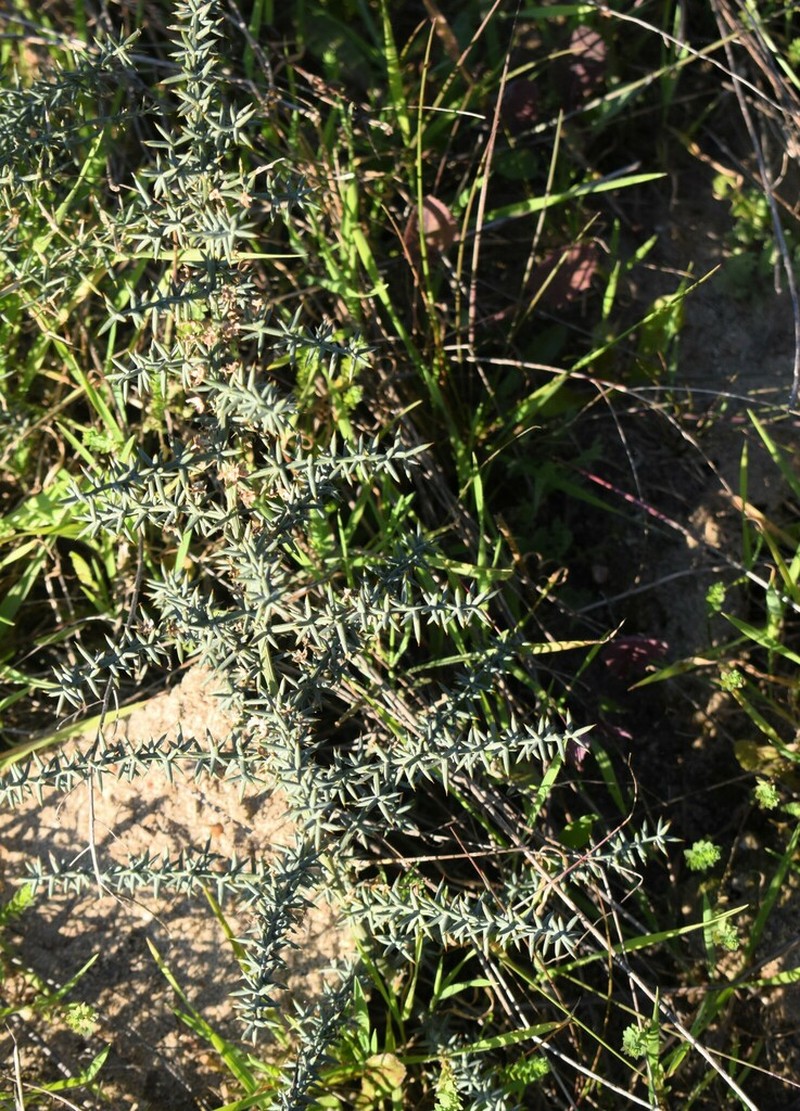 Asparagus aphyllus photo 5
