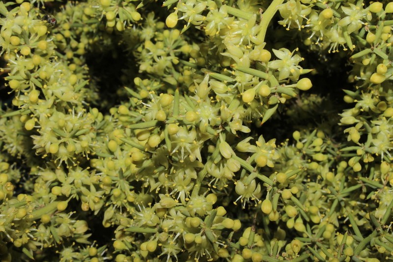 Asparagus aphyllus photo 6