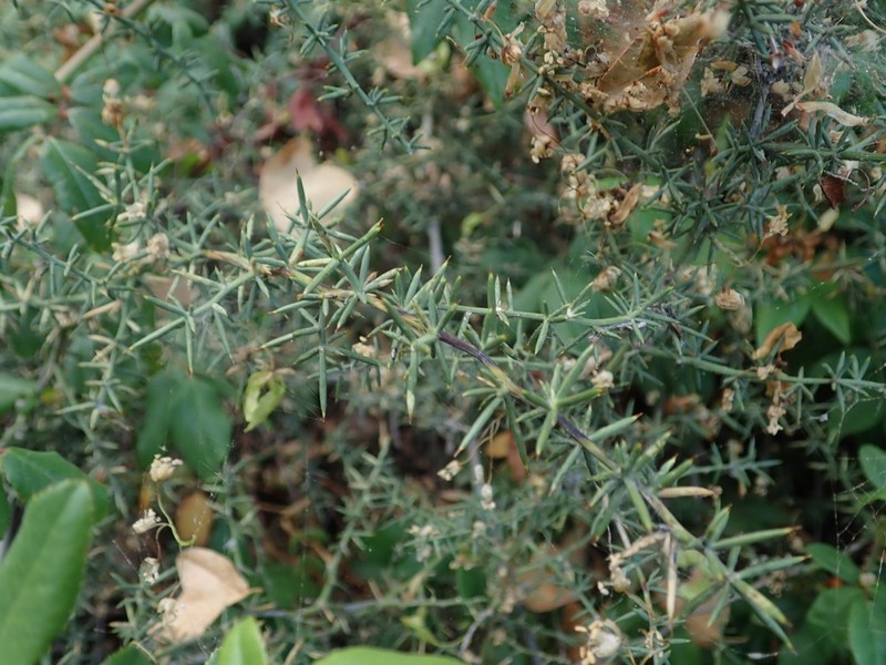Asparagus aphyllus photo 7