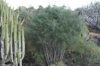 Asparagus arborescens