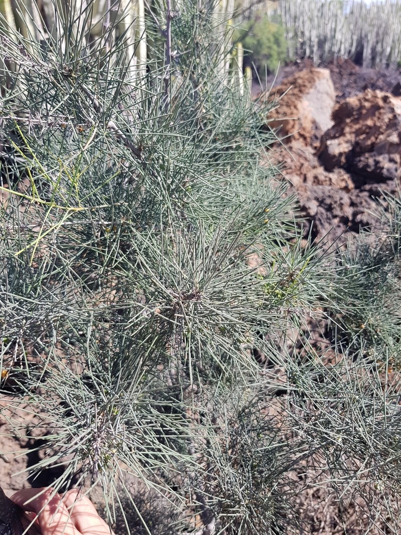 Asparagus arborescens photo 2