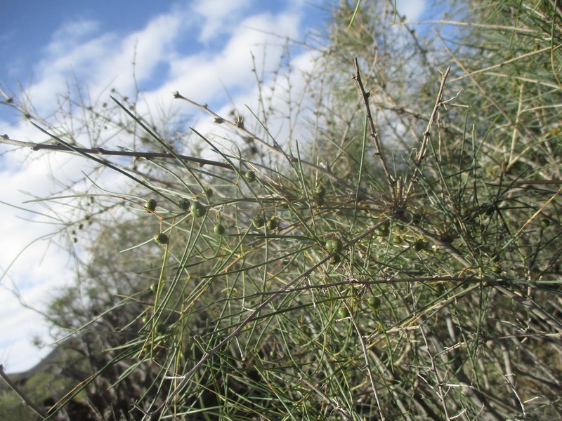 Asparagus arborescens photo 4