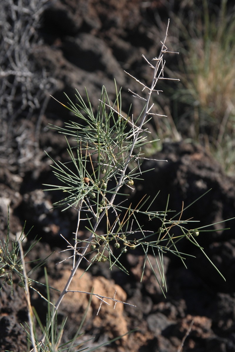 Asparagus arborescens photo 5