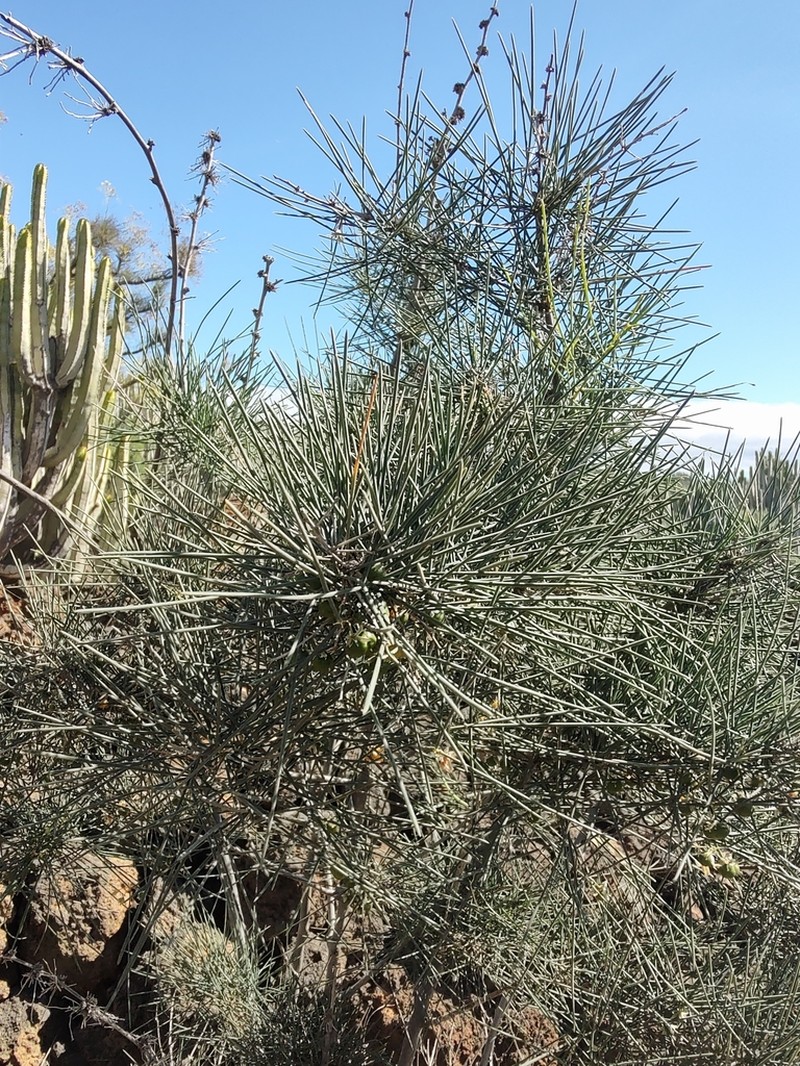 Asparagus arborescens photo 6