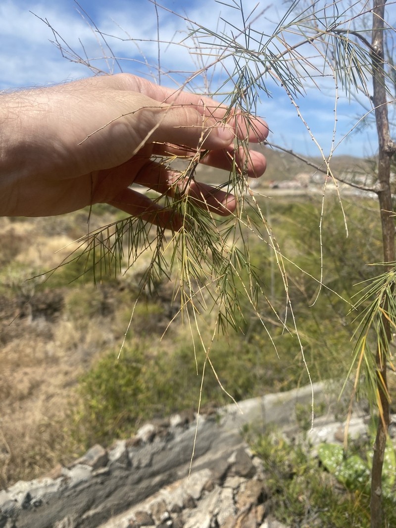 Asparagus arborescens photo 7
