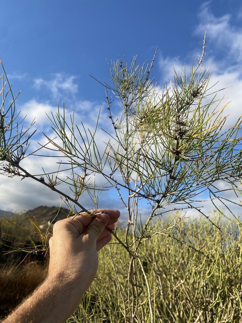 Asparagus arborescens photo 8