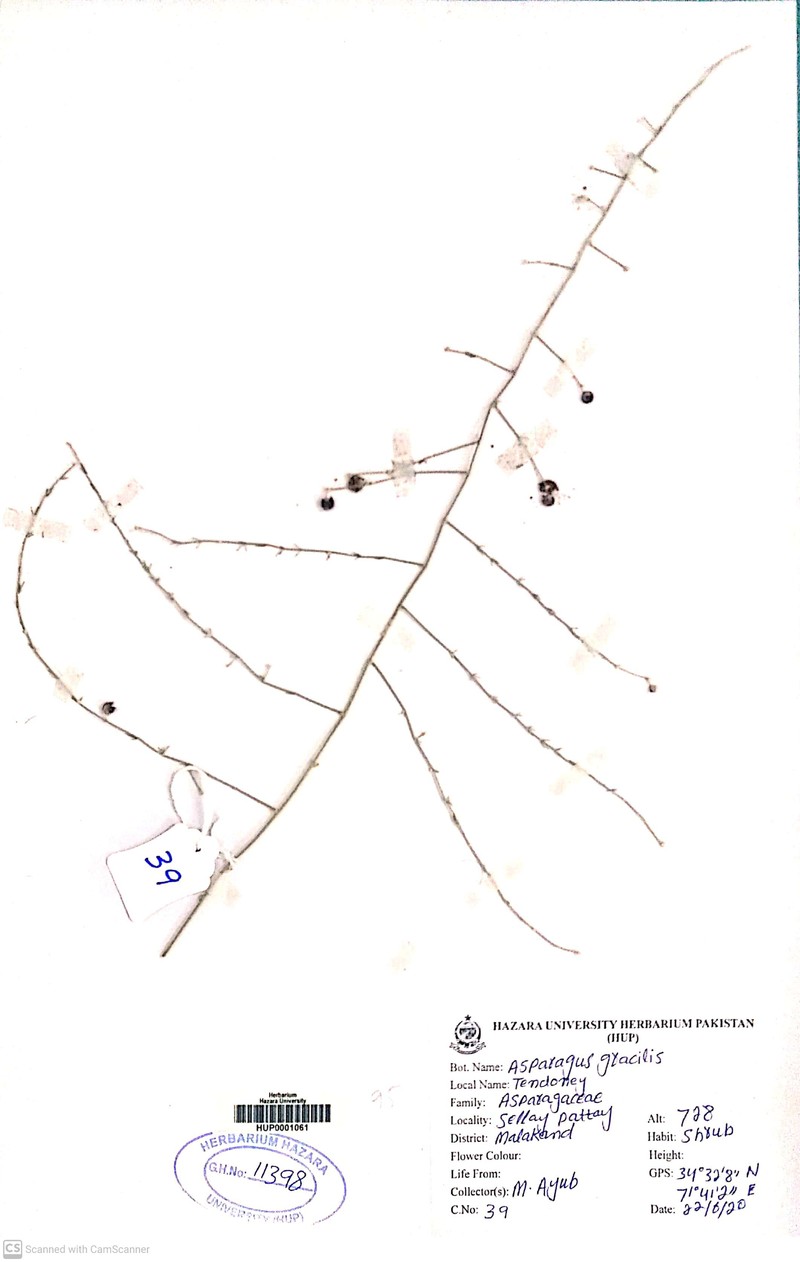 Asparagus asiaticus