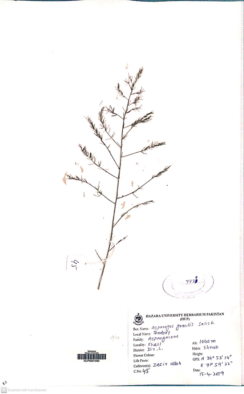Asparagus asiaticus photo 2