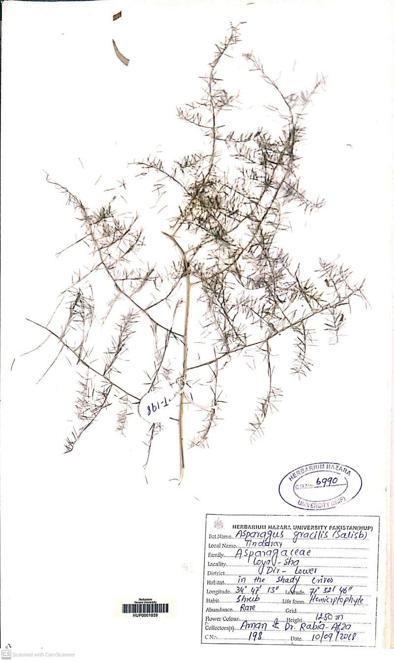Asparagus asiaticus photo 3