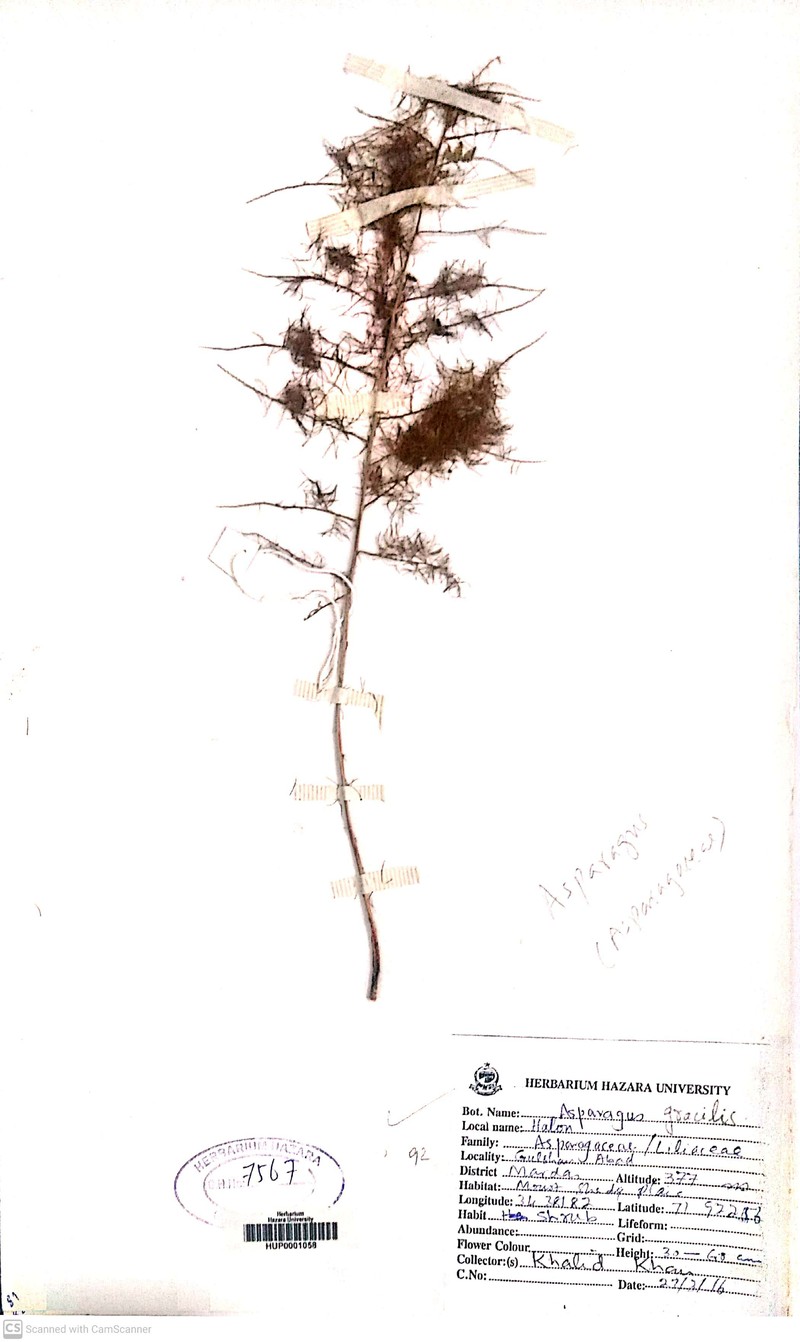 Asparagus asiaticus photo 4