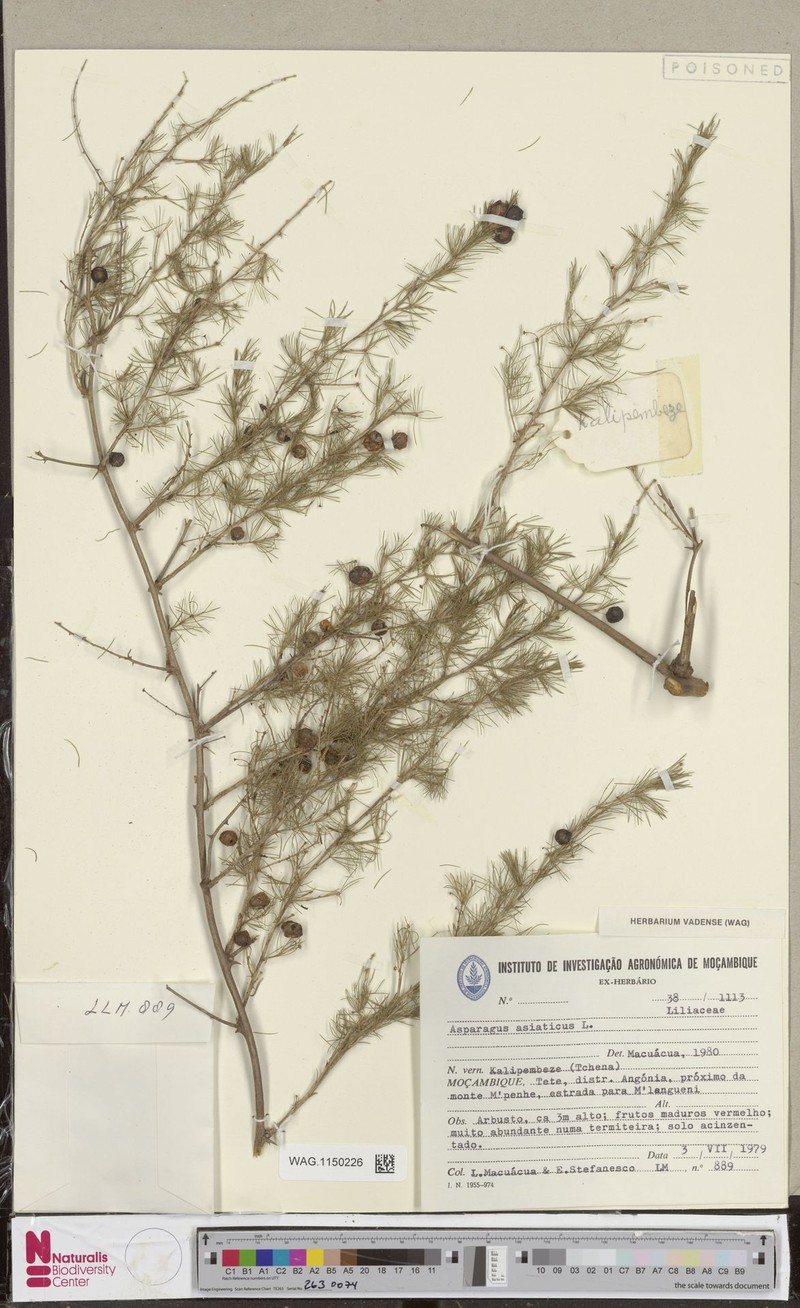 Asparagus asiaticus photo 6