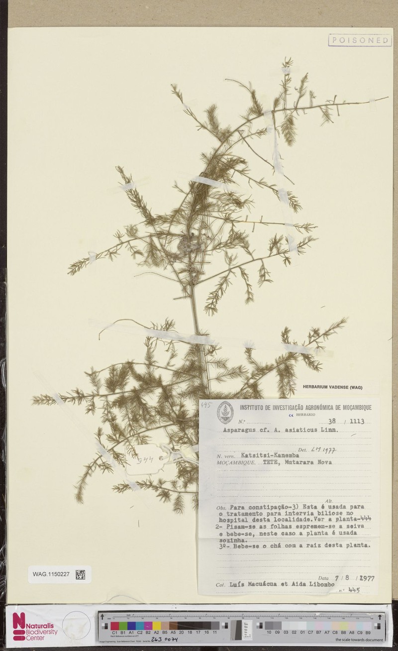 Asparagus asiaticus photo 7