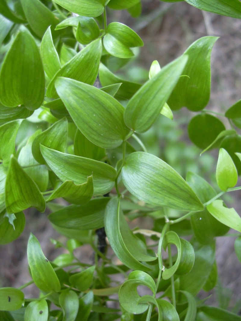 African Asparagus Fern