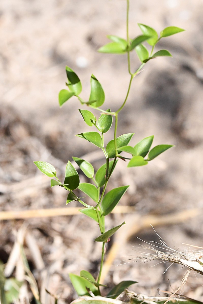 African Asparagus Fern photo 5