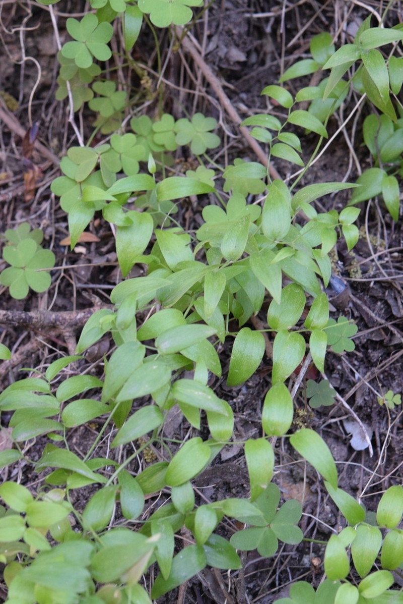 African Asparagus Fern photo 6