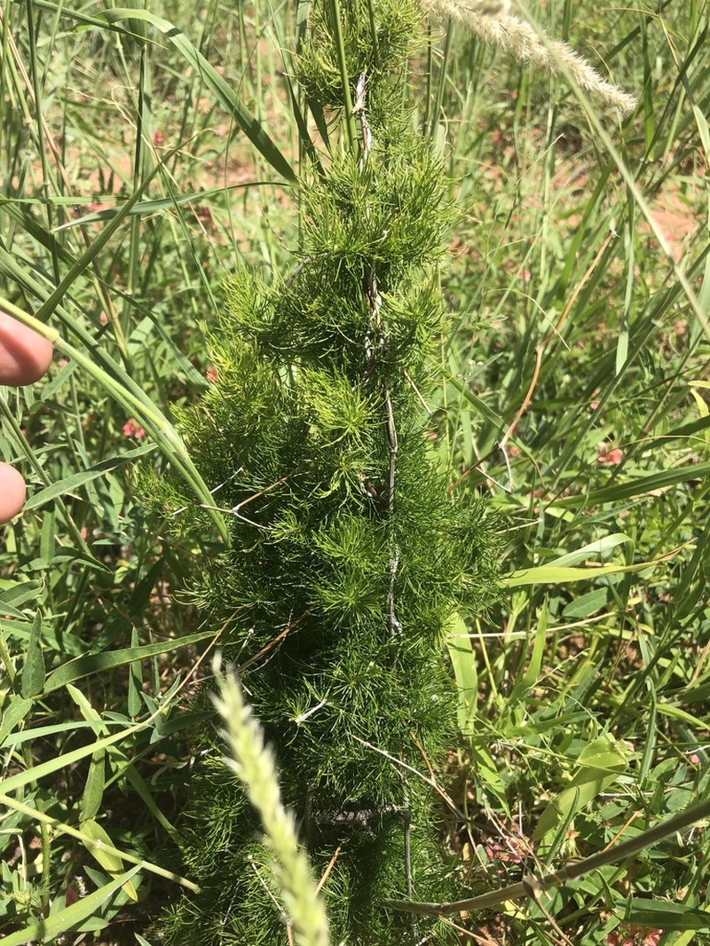 Asparagus aspergillus