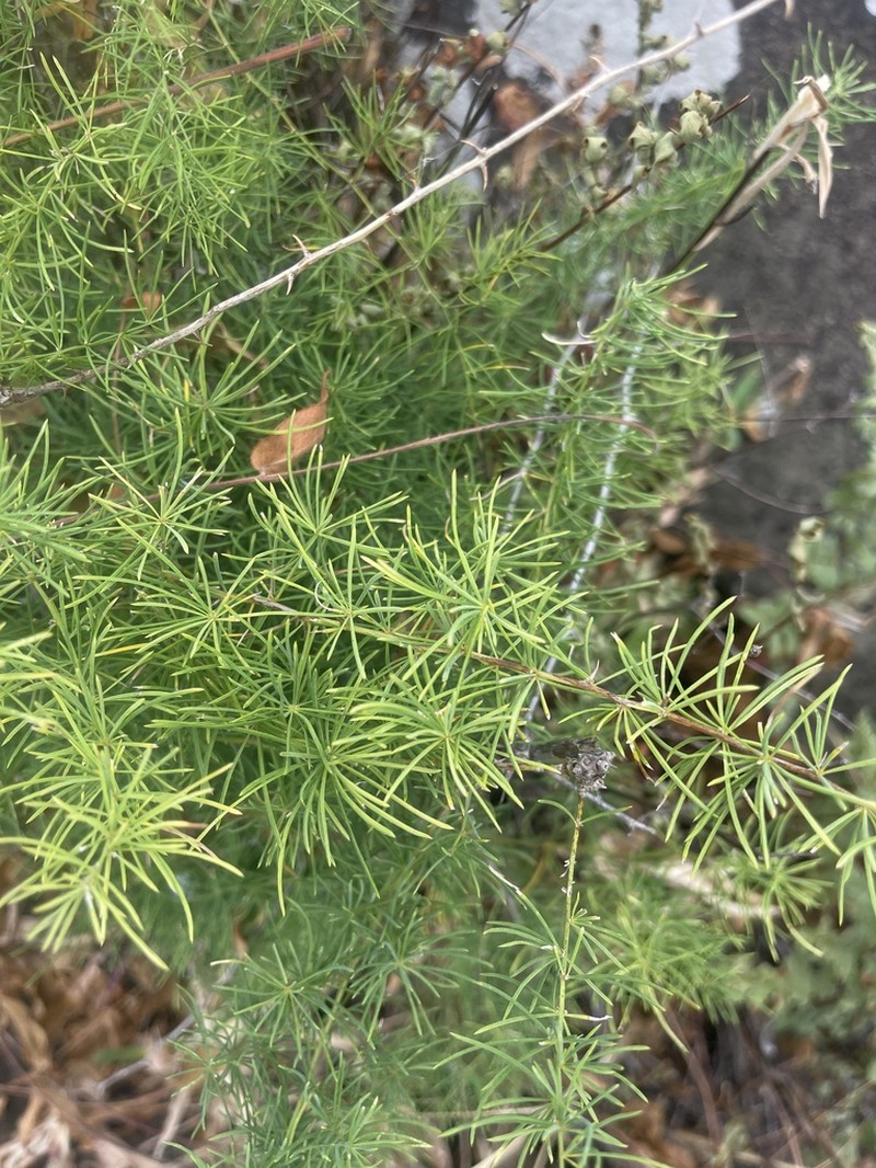 Asparagus aspergillus photo 2