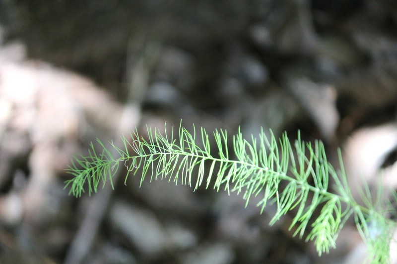 Asparagus aspergillus photo 3