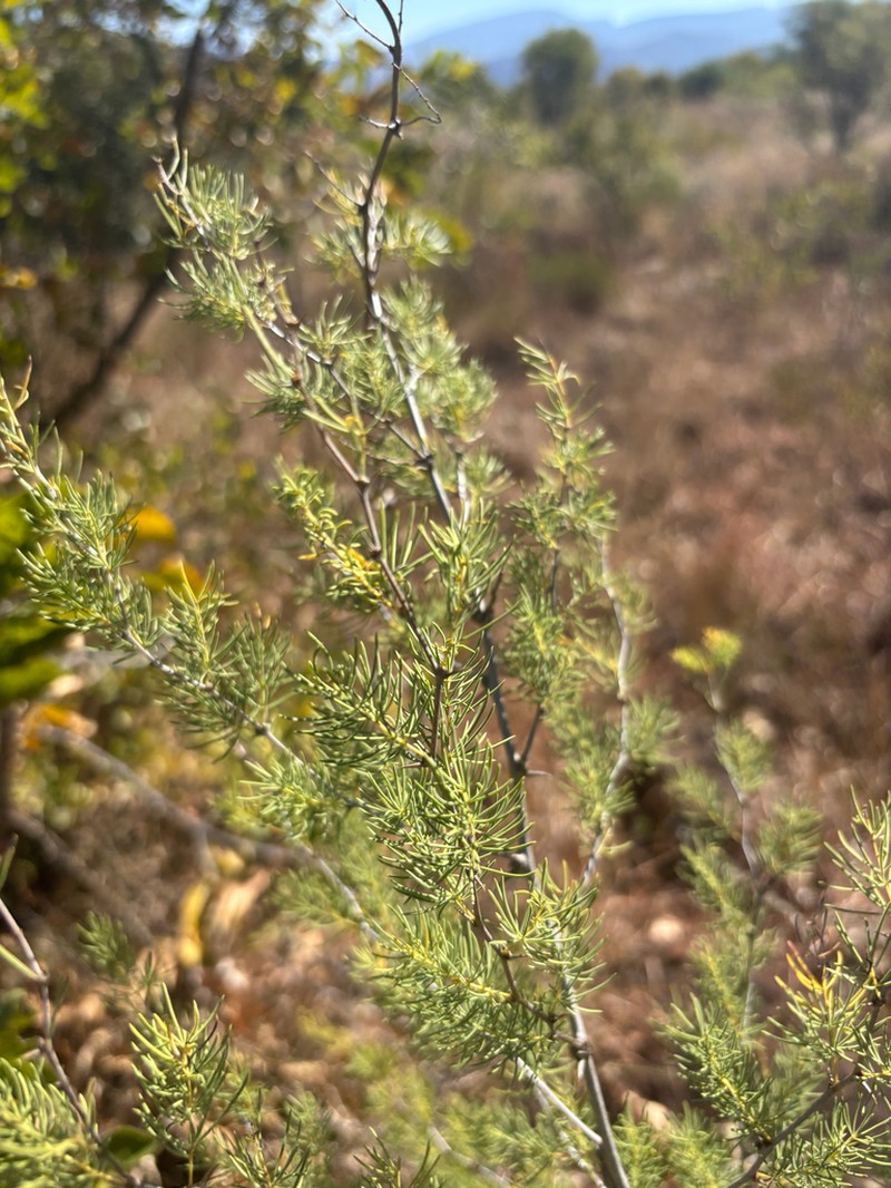 Asparagus aspergillus photo 6