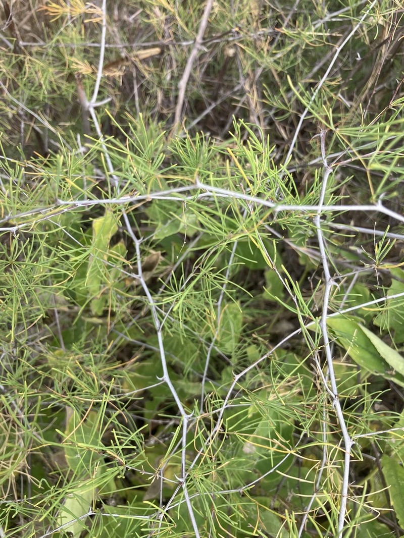 Asparagus aspergillus photo 8
