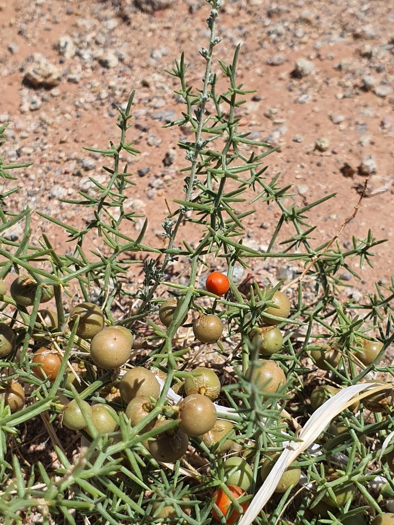 Asparagus brachyphyllus