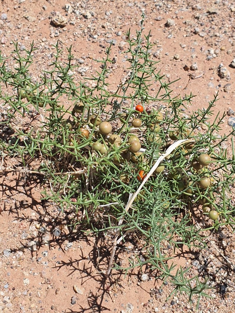 Asparagus brachyphyllus photo 2